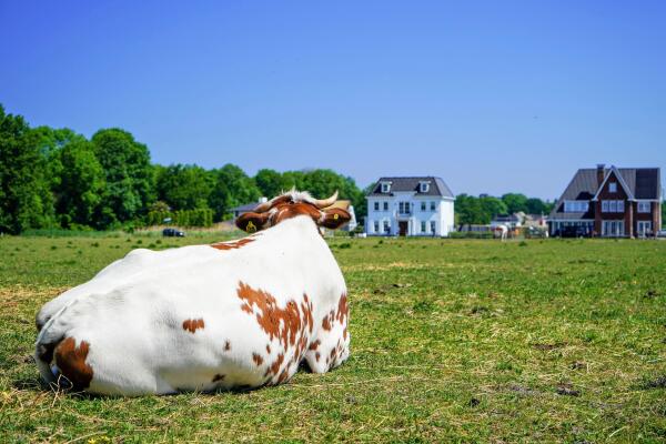 photo 51 Nederhoflaan 12